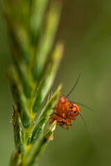 zmięk żółty na zielonej trawie para pomarańczowa © Colorful Soul