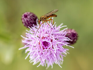 wujek żółtaczek owad na długich nogach na różowym kwiatku