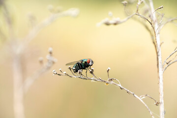 mucha zielona z pomarańczowymi oczami na kremowym tle © Colorful Soul