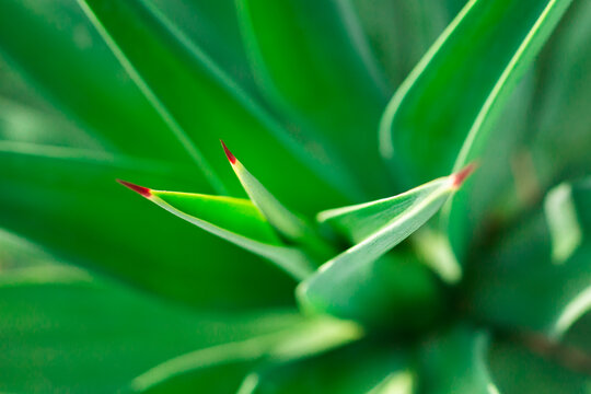 Green plant with sharp red point look like nidle