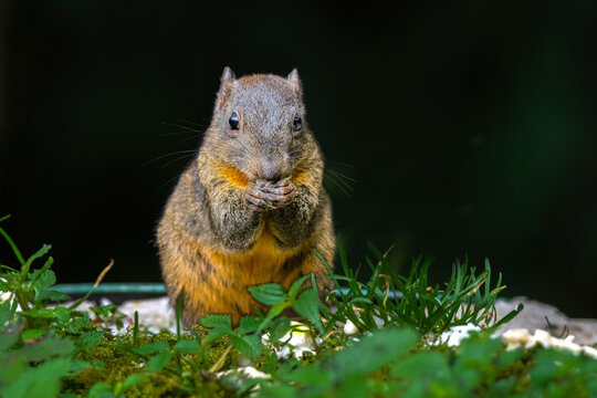 Orange-bellied Himalayan squirrel