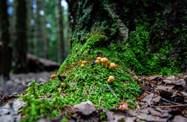 Small chanterelle mushrooms in the grass.