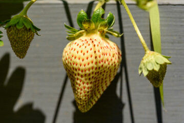 White fragrant strawberries grow on the Bush.