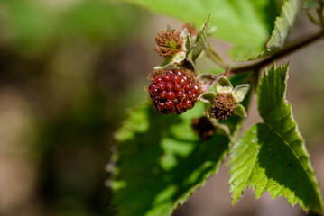 blackberries still unripe.