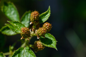 blackberries still unripe.