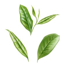 Green tea leaves, set of elements, watercolor illustration