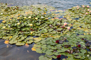 Many multi-colored lotuses on the Kiev city lake. The lake of lotuses. Yellow lotus, red lotus, white lotus.