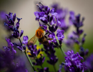bee on lavender