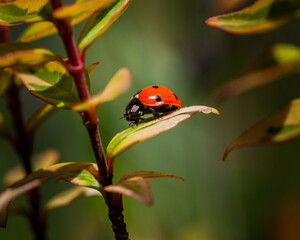 ladybug on a leaf