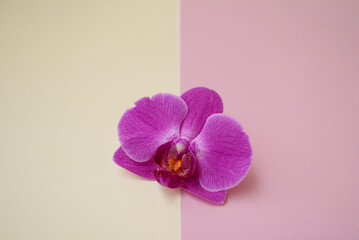 Beautiful purple orchid close-up, on a yellow and pink background.