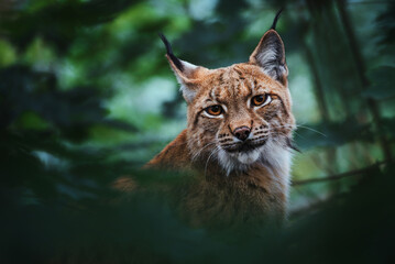 Portrait de lynx d& 39 Europe (Lynx lynx) dans la forêt