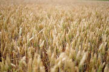 Grain field with ripe wheat