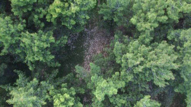 Drone filming over a park with pine trees