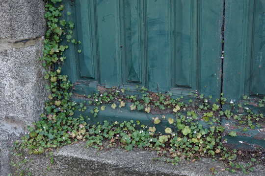 Ruine de  rome (Cymbalaria muralis) poussant sur le seuil d'une vieille porte