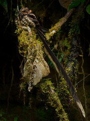 Lyre-tailed Nightjar - Uropsalis lyra brown bird with very long tail in Caprimulgidae, found in Argentina, Bolivia, Colombia, Ecuador, Peru and Venezuela, three subspecies lyra, peruana and argentina