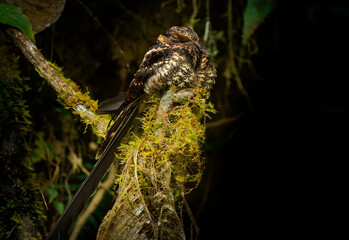 Lyre-tailed Nightjar - Uropsalis lyra brown bird with very long tail in Caprimulgidae, found in Argentina, Bolivia, Colombia, Ecuador, Peru and Venezuela, three subspecies lyra, peruana and argentina