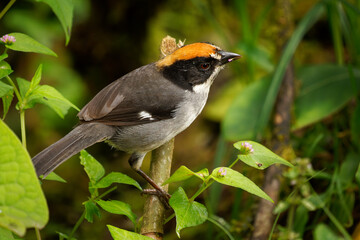White-winged Brush-Finch - Atlapetes leucopterus bird in Passerellidae, found in Ecuador and Peru in subtropical or tropical dry forest, moist lowland forest, moist montane forest and former forest