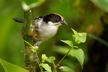 White-winged Brush-Finch - Atlapetes leucopterus bird in Passerellidae, found in Ecuador and Peru in subtropical or tropical dry forest, moist lowland forest, moist montane forest and former forest