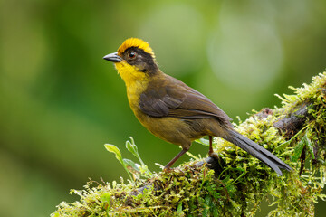 Tricolored Brush-Finch (Choco brush finch) Atlapetes tricolor crassus yellow bird in Passerellidae, in the Andes of Peru and Ecuador, subtropical or tropical moist montane forest