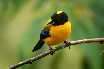 Black-chinned Mountain-Tanager - Anisognathus notabilis yellow bird with black and blue wings in Thraupidae, found in Colombia and Ecuador in subtropical or tropical moist montane forests.