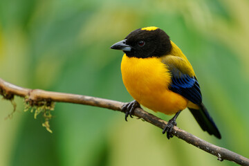 Black-chinned Mountain-Tanager - Anisognathus notabilis yellow bird with black and blue wings in Thraupidae, found in Colombia and Ecuador in subtropical or tropical moist montane forests.