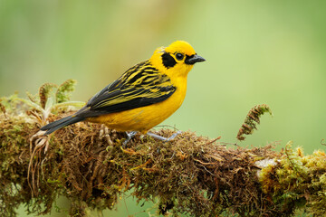 Golden Tanager - Tangara arthus yellow bird in Thraupidae, highland forests of the Andes from Bolivia and northwards and Venezuelan Coastal Range, portrait of golden yellow color bird