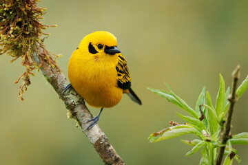 Golden Tanager - Tangara arthus yellow bird in Thraupidae, highland forests of the Andes from Bolivia and northwards and Venezuelan Coastal Range, portrait of golden yellow color bird