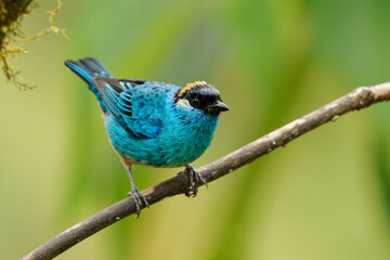 Chalcothraupis ruficervix - Golden-naped Tanager  blue bird in Thraupidae found in South America from Colombia to Bolivia in subtropical or tropical moist montane forests and degraded forest