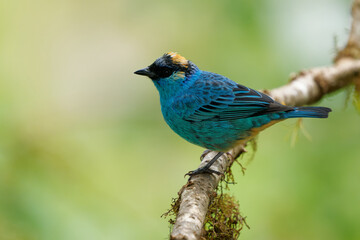 Chalcothraupis ruficervix - Golden-naped Tanager  blue bird in Thraupidae found in South America from Colombia to Bolivia in subtropical or tropical moist montane forests and degraded forest