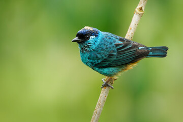 Chalcothraupis ruficervix - Golden-naped Tanager  blue bird in Thraupidae found in South America from Colombia to Bolivia in subtropical or tropical moist montane forests and degraded forest