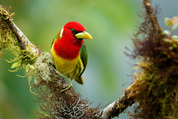 Red-headed Barbet - Eubucco bourcierii colorful bird in the family Capitonidae, found in humid highland forest in Costa Rica and Panama, Andes in western Venezuela, Colombia, Ecuador and Peru