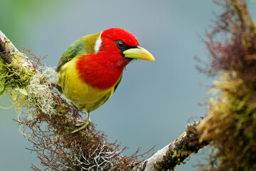 Red-headed Barbet - Eubucco bourcierii colorful bird in the family Capitonidae, found in humid highland forest in Costa Rica and Panama, Andes in western Venezuela, Colombia, Ecuador and Peru