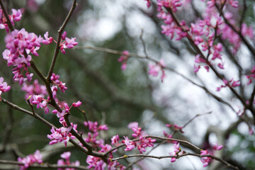 Fototapeta na wymiar pink cherry blossom flowers on branch