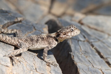 lizard on a stone