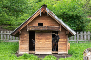 Goat Shed . Ziegenstall
