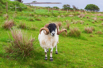 Sheep on green lush pastures on a farm. Sheep in a meadow on green grass. Big ram with curled horns.