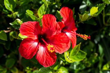 Red hibiscus flowers