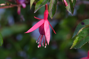 Hot Pink Fuchsia dancing like a fairy in the Gardens of Shore Acres State Park
