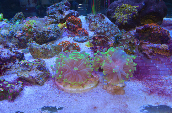 Reef tank, marine aquarium with corals and fishes. Zoanthus polyps corals.