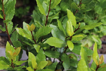 Laurus nobilis. Laurel tree with bay leaves.