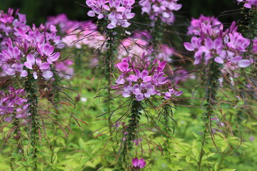 Cleome hassleriana ornamental flowers, spider plant in garden.