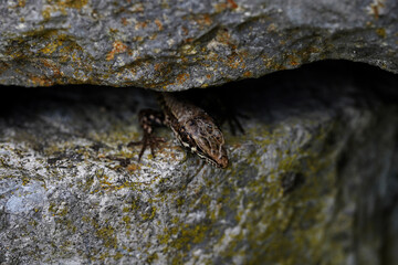 lizard peeks out of the crevice