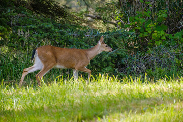 Coastal Black Tail Deer strolling in the forest along the Oregon coast