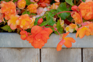 Selective focus of orange flower Begonia evansiana with green leaves in the dargen, Begonia is a genus of perennial flowering plants in the family Begoniaceae, Nature floral background.