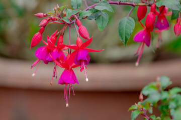 Selective focus of Fuchsia magellanica, Purple pink flower in the garden, Hummingbird or hardy...