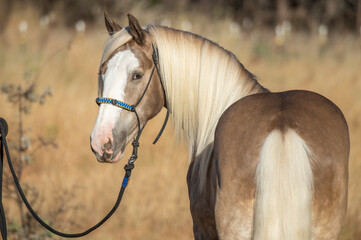 Gypsy Vanner Horse mare portrait