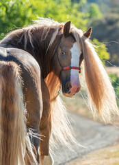 Naklejka na ściany i meble Gypsy Vanner Horse stallion portrait 