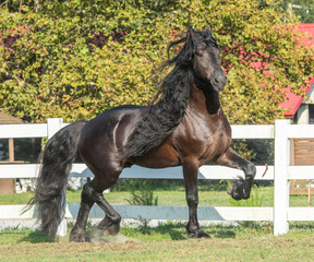 Friesian horse stallion trots toward us.