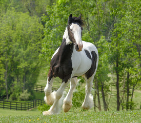 Obraz na płótnie Canvas Gypsy Vanner Horse colt in pasture 