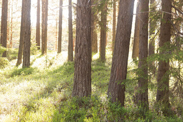 Pine forest in the rays of the sun.Pine forest and morning.